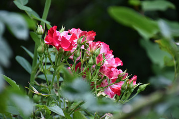 a red flower