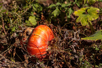 Kürbis auf dem Feld