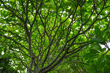 Green Leafed Tree Low Angle Photography.