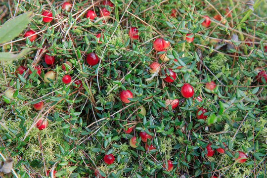 Large cranberry berries in the swamp