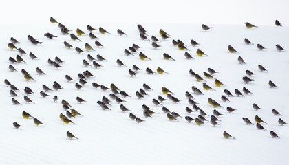 Very big flock of tree sparrows and yellowhammers sits on snow in strange combination of dark silhouettes