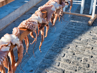 Freshly caught octopus drying in sun