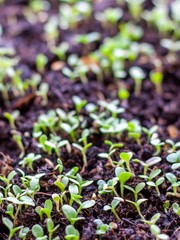 Young green salad buds in a raised bed