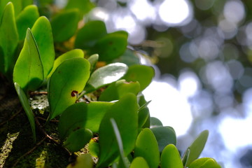 green leaves of tree