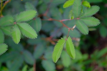green leaves of a tree
