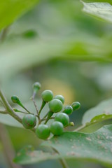 green leaf with water drops