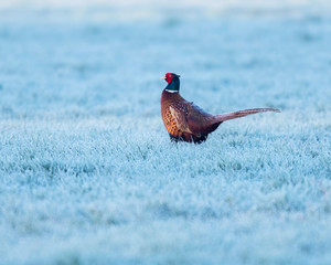 Pheasant cock in frozen meadow in winter.