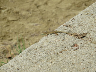 stone in desert with a little lizard