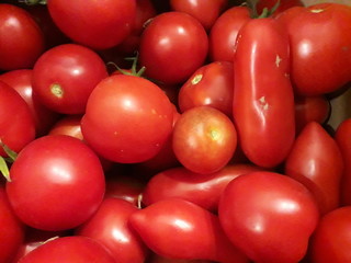 tomatoes