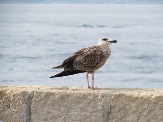 seagull on beach