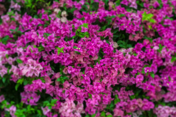Group of fresh pink Paper flowers (Bougainvillea or Bougaville) with green leaves in the outdoor garden with soft lens filter and sun lighting background. Selective focus.