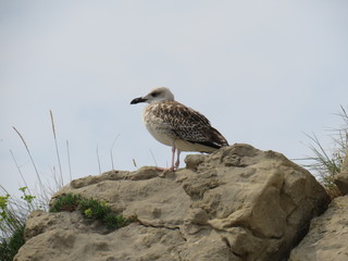seagull on rock