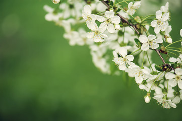 Cherry flowers frame