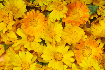 Calendula flowers as a background. Marigold flowers close-up.