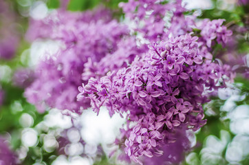 Spring lilac flowers