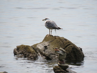 seagull on the beach