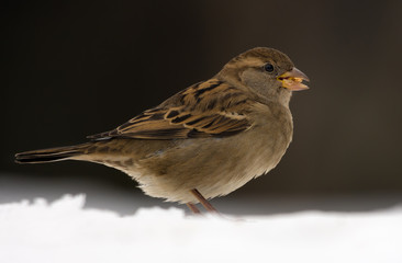 Female House sparrow posing in snow for a portrait in dull overcast winter day