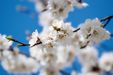 Apricot tree blossoms