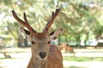 奈良公園-鹿-2019年5月