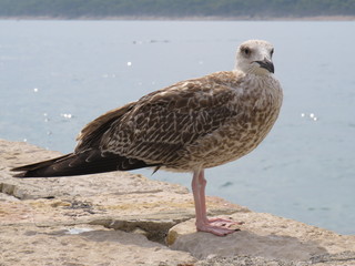 seagull on beach