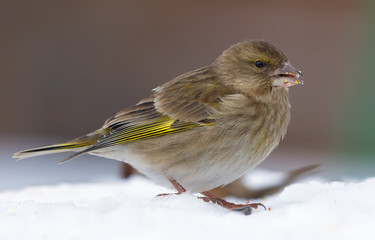 Young Female European Greenfinch feeds in snow near a feeder in winter time