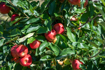 orchard with apple trees at the Alps in Salurn,