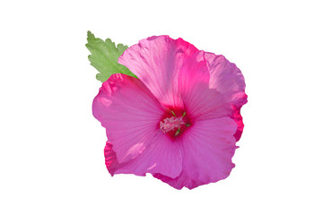 Beautiful pink hibiscus flower with green leaf isolated on white background.