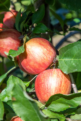 orchard with apple trees at the Alps in Salurn,