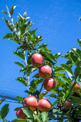 orchard with apple trees at the Alps in Salurn,