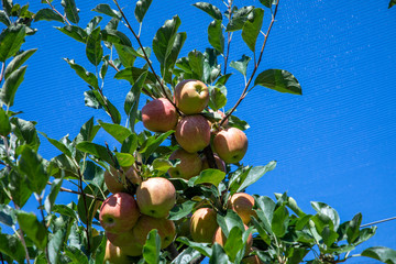 orchard with apple trees at the Alps in Salurn,