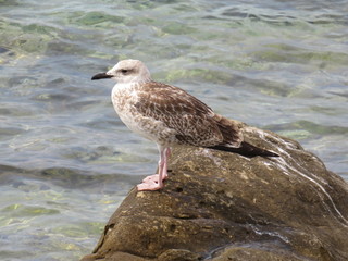 seagull on rock