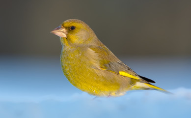 Adult male European Greenfinch sits in deep snow in sunny weather conditions