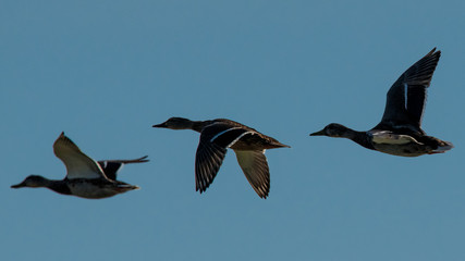 vol de canards col vert le matin en contre jour