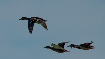 vol de canards col vert le matin en contre jour