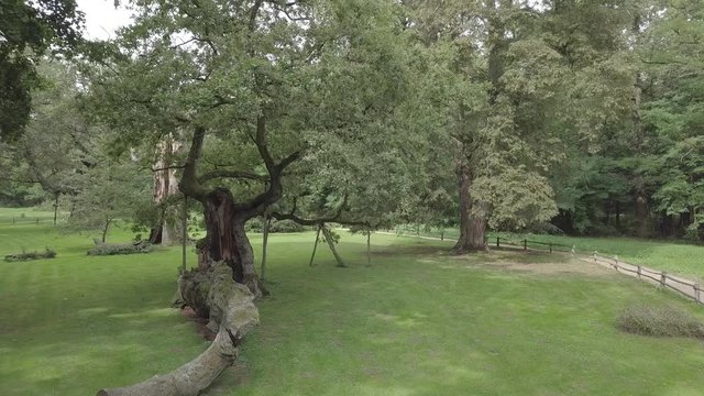 Lech Oak Rogalin Poland