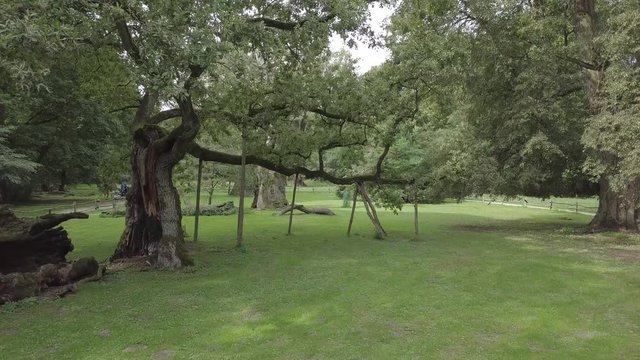 Lech Oak Tree Rogalin Park