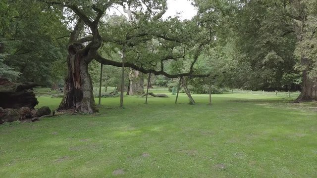 Lech Old Oak Rogalin