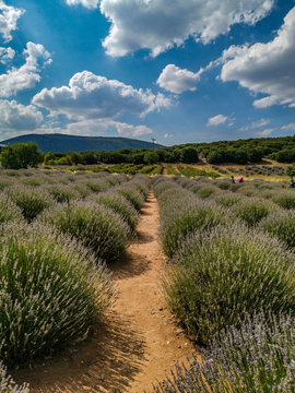 Lavendel Garten Burdur