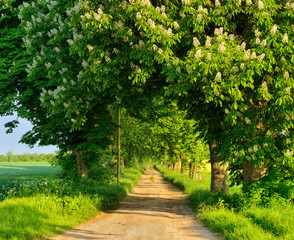 Avenue of Chestnut Trees in full bloom illuminated by Warm Light of the Rising Sun