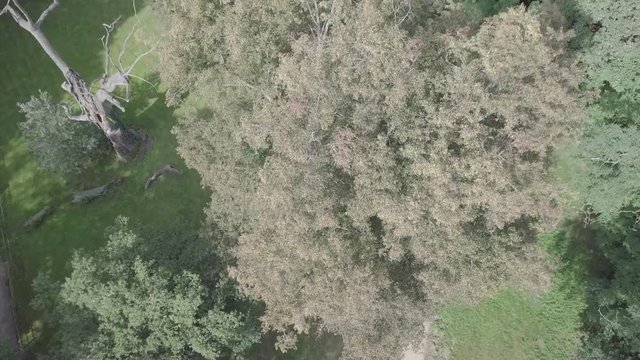 Rogalin Landscape Park