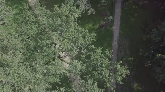 Rogalin Oak Trees Bird's Eye