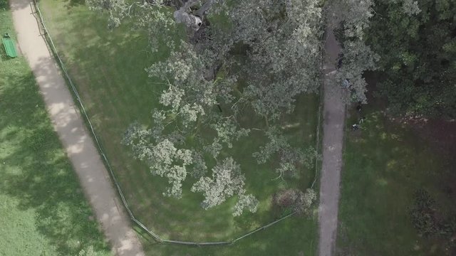 Rus Czech Lech Oaks Bird's Eye