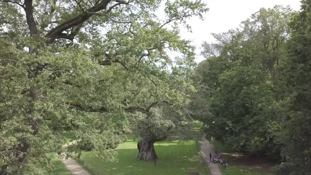 1000-year-old Oak Trees Poland