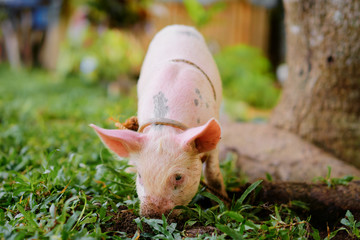 Newborn piglet on green grass on a farm.