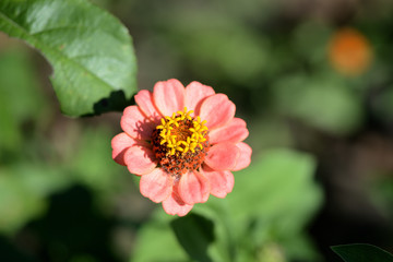 Beautiful zinnia flower blooms in a summer garden close-up