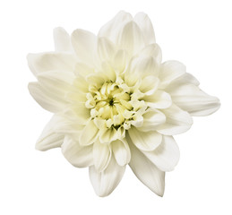 White chrisanthemum flower