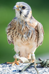 Sakefalke