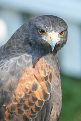 Wuestenbussard