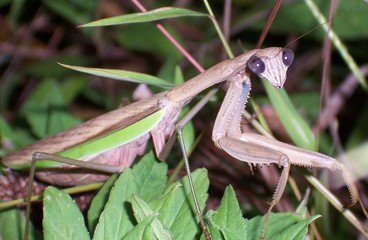 brown praying mantis (up-close)