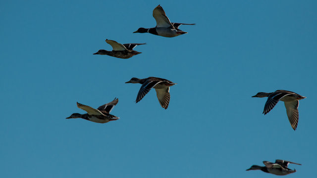 vol de canards col vert le matin en contre jour